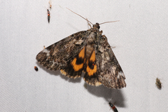 Catocala minuta