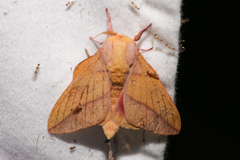 Syssphinx bisecta