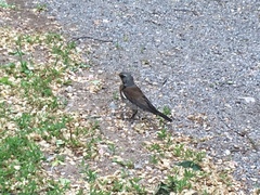 Turdus pilaris