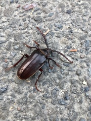 Prionus californicus