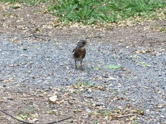 Turdus pilaris