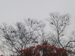 Eupsittula canicularis