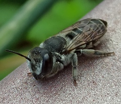 Megachile