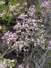 Linanthus californicus