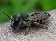 Megachile