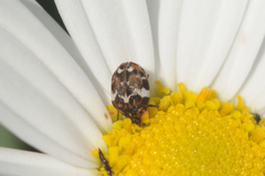 Anthrenus angustefasciatus