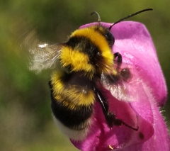Bombus ruderatus