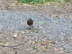 Turdus pilaris
