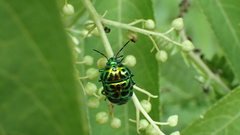 Lamprocoris lateralis