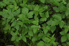 Rubus humulifolius