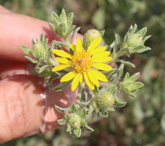 Heterotheca angustifolia