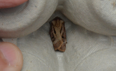 Agrotis vancouverensis