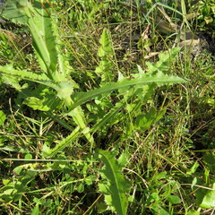 Sonchus wilmsii