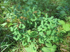 Euphorbia jenisseiensis