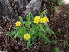 Oxalis frutescens