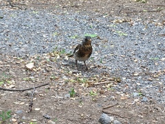 Turdus pilaris