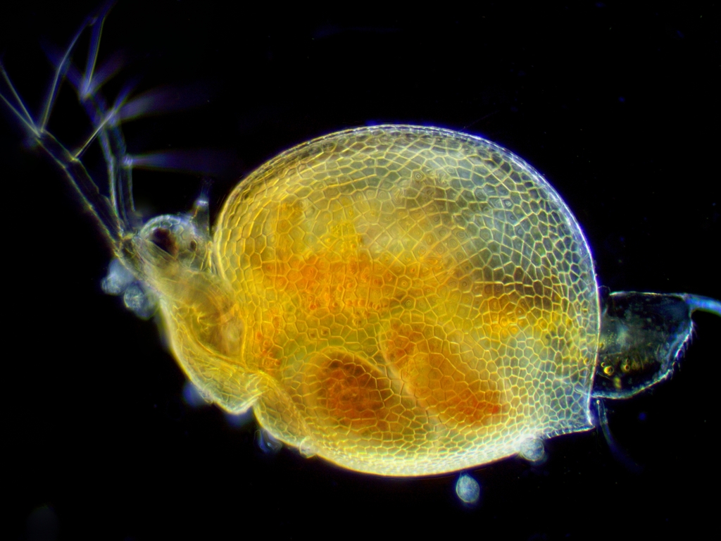 water flea