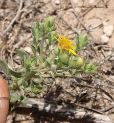 Heterotheca angustifolia