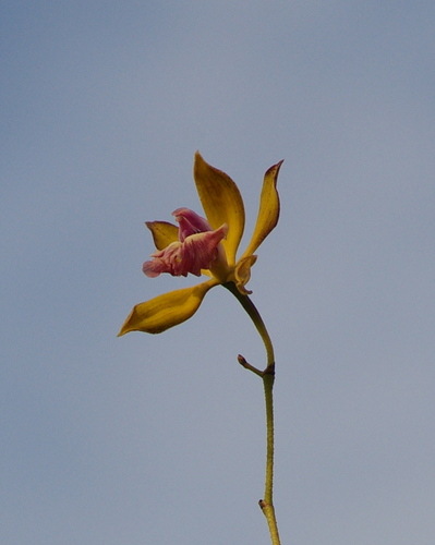 Pleated Encyclia