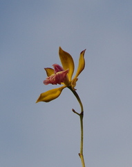 Encyclia plicata