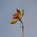 Encyclia plicata - Photo (c) Craig Peter, some rights reserved (CC BY-NC), uploaded by Craig Peter