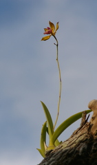 Encyclia plicata