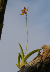 Encyclia plicata