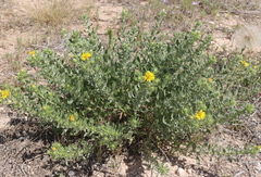 Heterotheca angustifolia