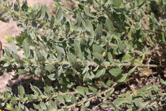 Heterotheca angustifolia
