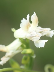 Ceratocapnos claviculata