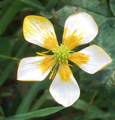 Ranunculoideae