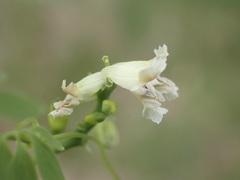 Ceratocapnos claviculata