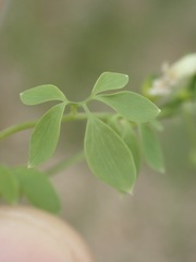 Ceratocapnos claviculata