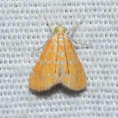 Xanthophysa psychicalis