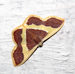 Plutodes transmutata