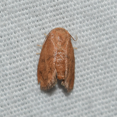 Heterogenea shurtleffi