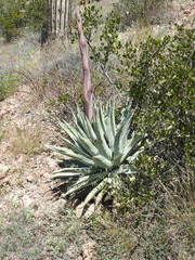 Agave simplex