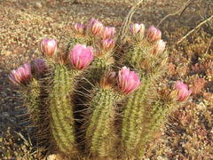 Echinocereus engelmannii