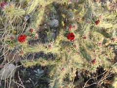 Cylindropuntia thurberi versicolor