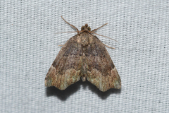 Cutina aluticolor
