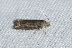 Epiblema minutana