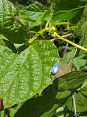 Hoplia coerulea