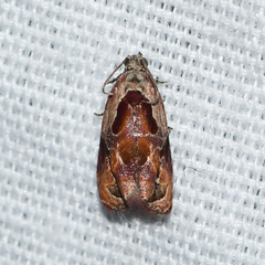 Zomaria interruptolineana