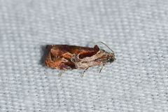 Zomaria interruptolineana