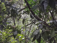 Apaloderma narina narina