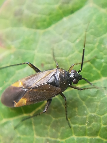 Common Nettle Flower Bug