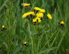 Picris japonica kamtschatica