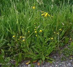 Picris japonica kamtschatica