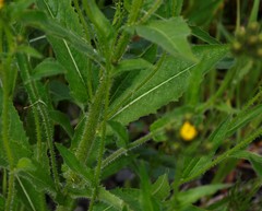 Picris japonica kamtschatica