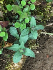 Stellaria pubera